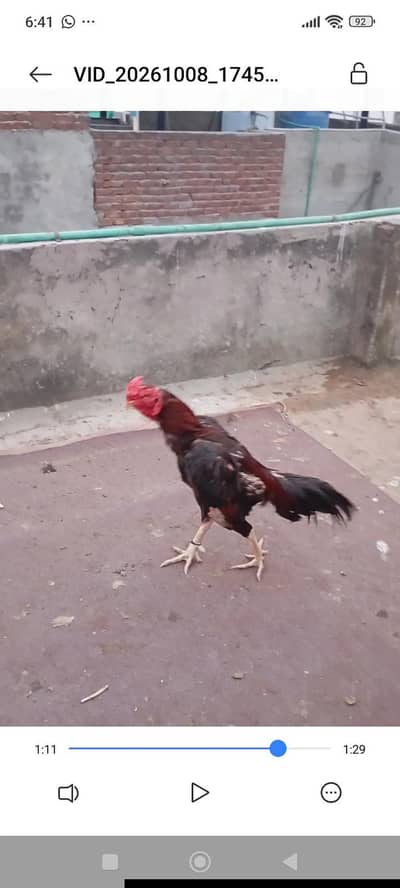 Hint+Pakistani cross murga for sale