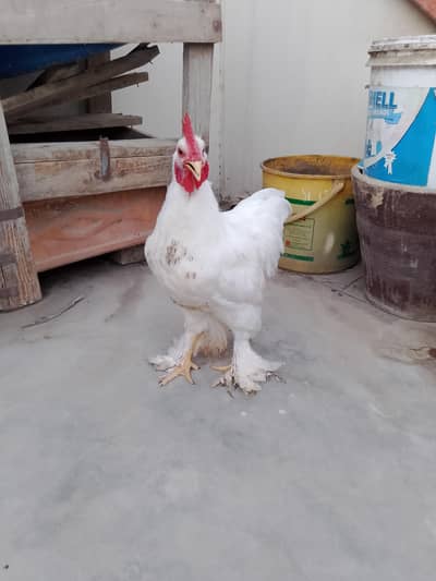 White buff male