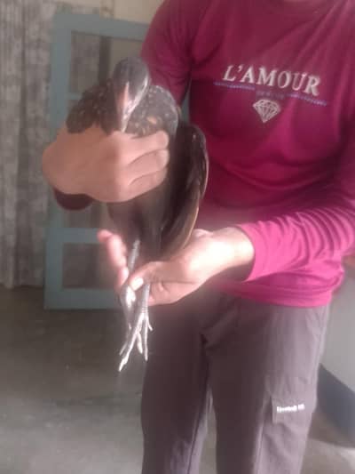 black Thai female hen best healthy fully vaccinated