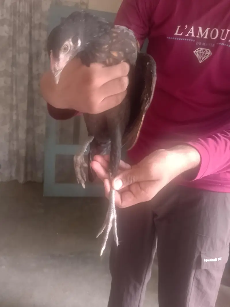 black Thai female hen best healthy fully vaccinated — photo 2