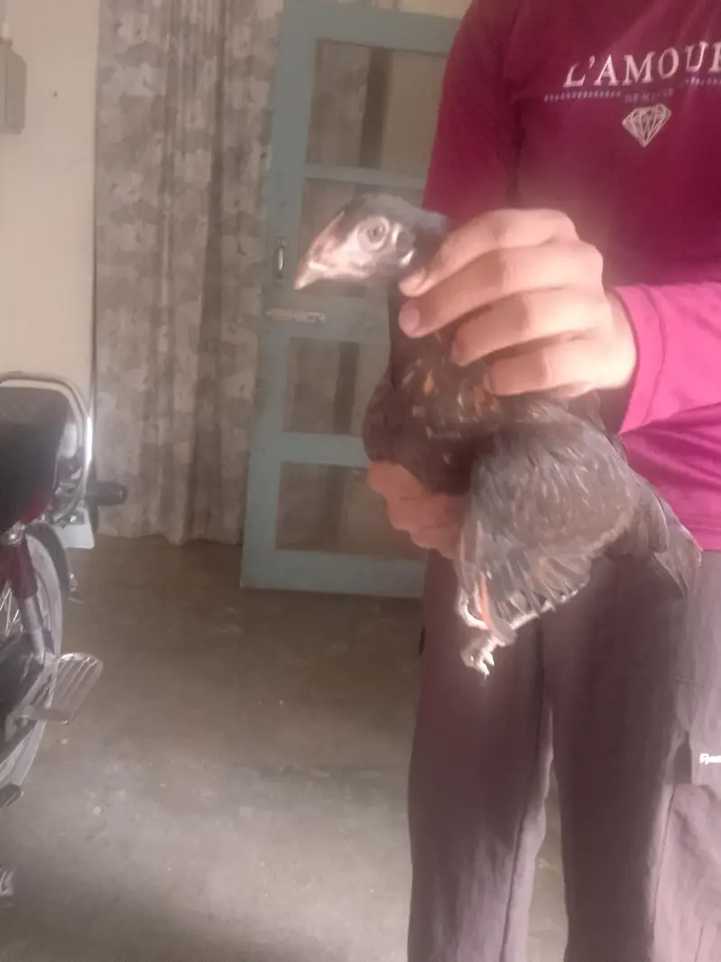 black Thai female hen best healthy fully vaccinated — photo 3