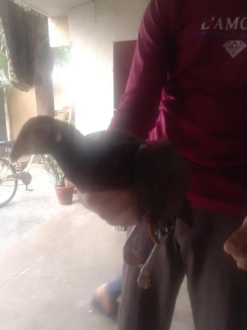 black Thai female hen best healthy fully vaccinated — photo 4