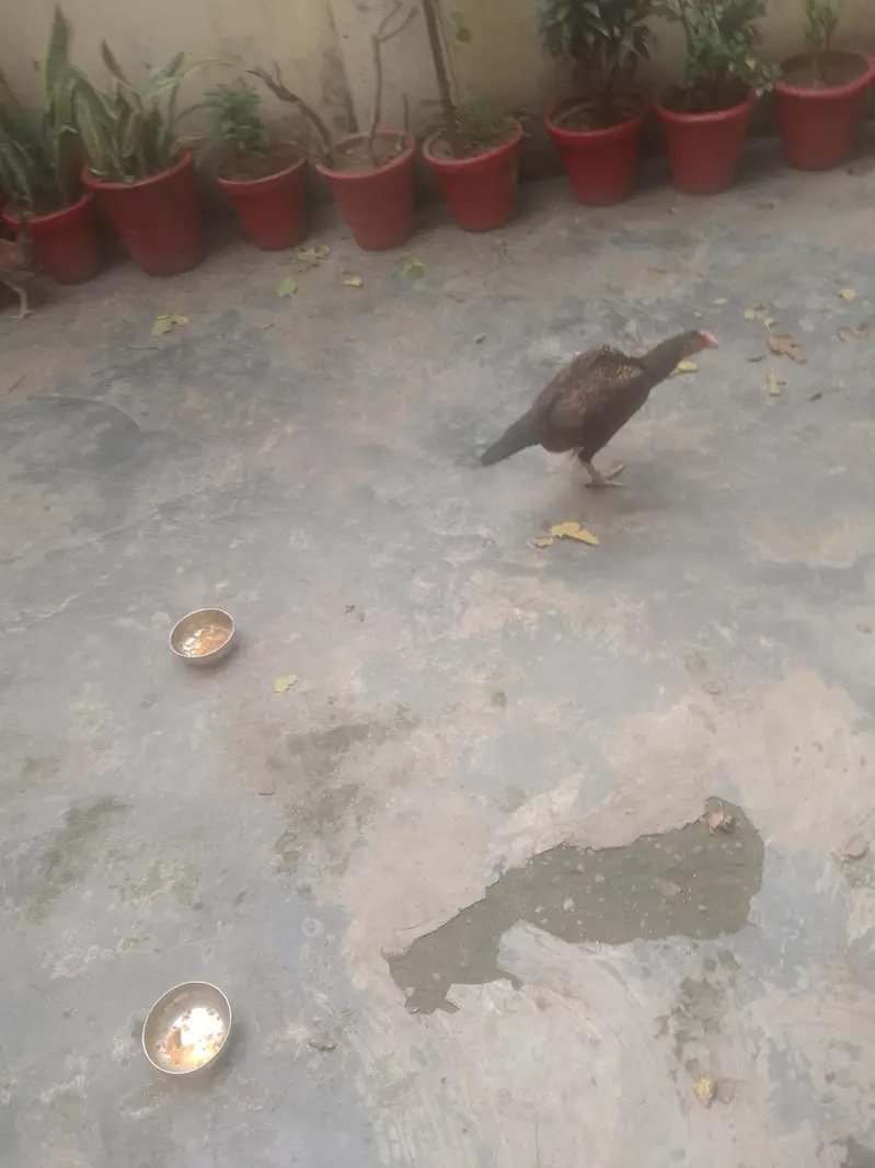 black Thai female hen best healthy fully vaccinated — photo 5