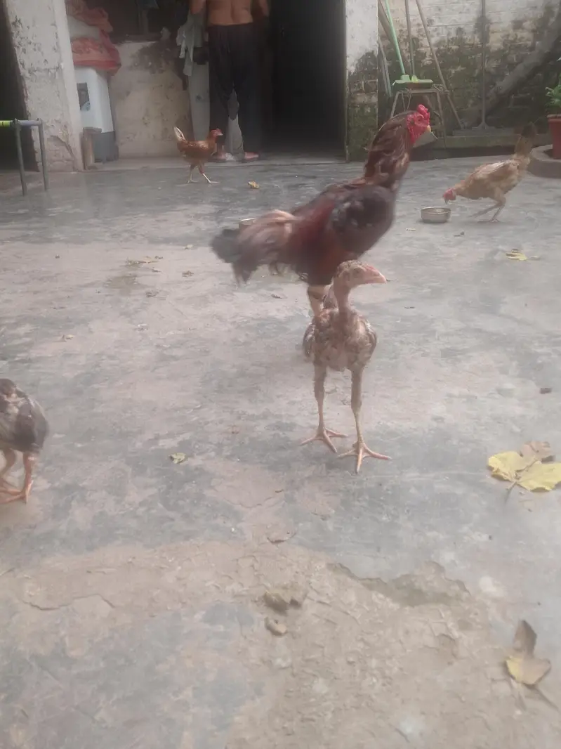 black Thai female hen best healthy fully vaccinated — photo 6