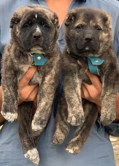 king alabai puppies security Dog for sale contact number