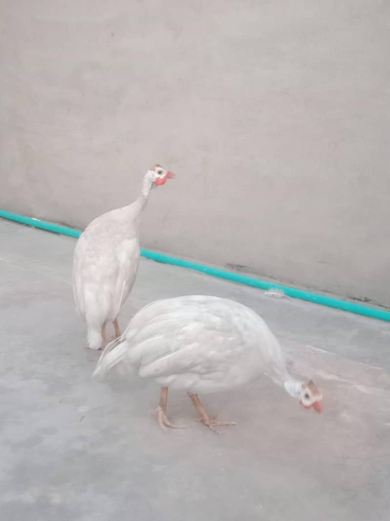 white chkor 0