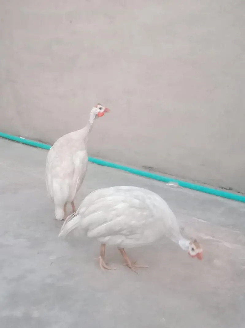 white chkor