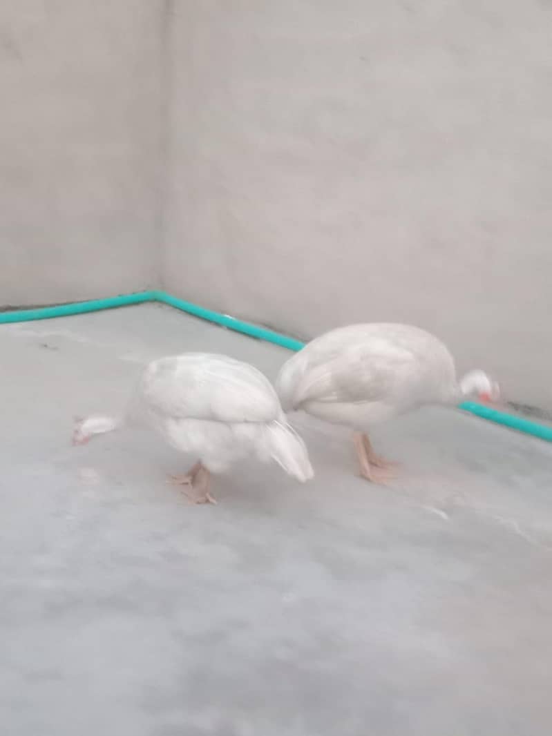 white chkor 1