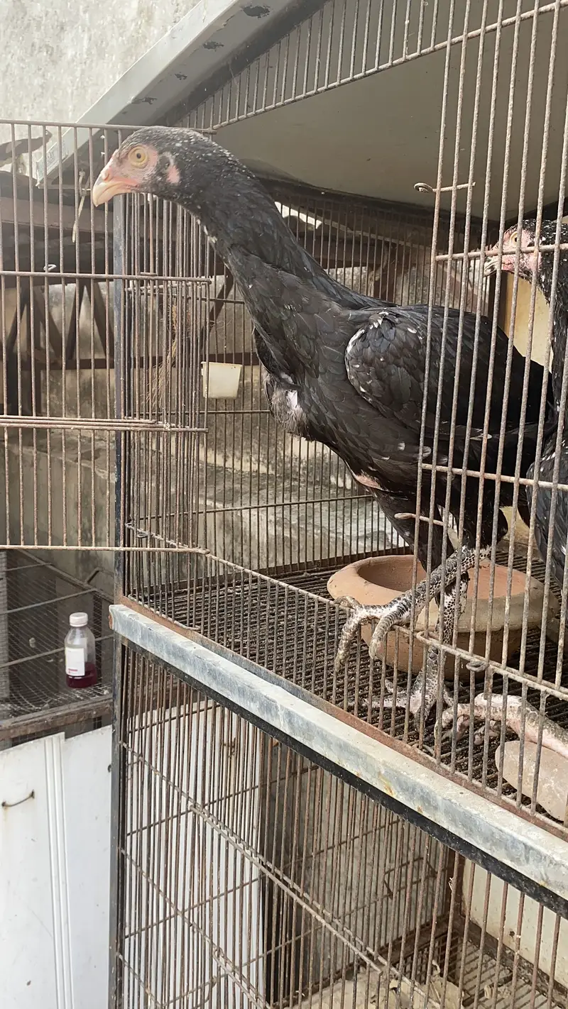 Shamo Pthay Pthatiya — photo 5