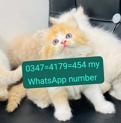 Persian cat for sale Punch face