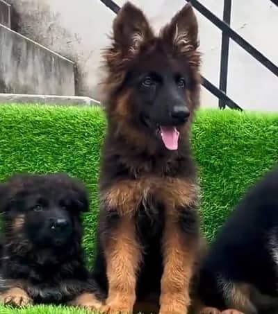Imported  // German/ Shepherd/ Puppies 03423532758 WhatsApp