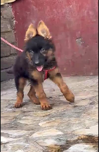 Pure German Shepherd long code puppy for sale 03413996191