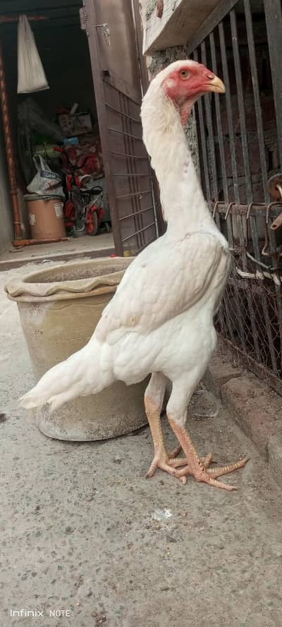 paper white shamo madi available
