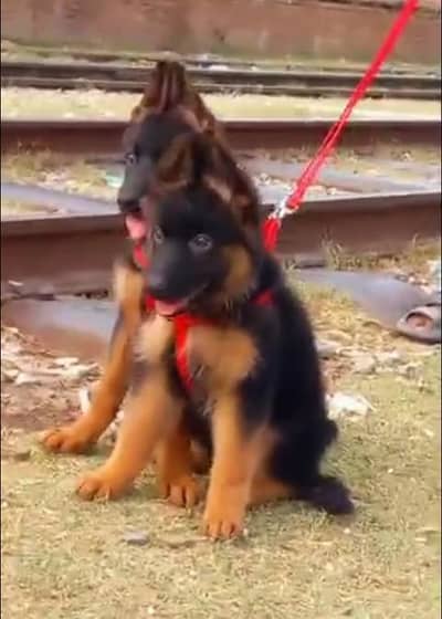 Imported  // German/ Shepherd/ Puppies 03423532758 WhatsApp