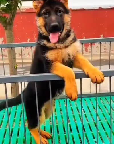Pure German Shepherd long code puppy for sale 03413996191