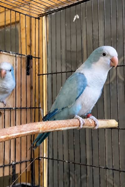 Blue monk breeder female