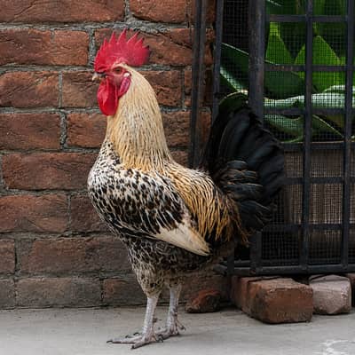 Golden misri Murga (Rooster) Heavy Size - 100% Active & Healthy