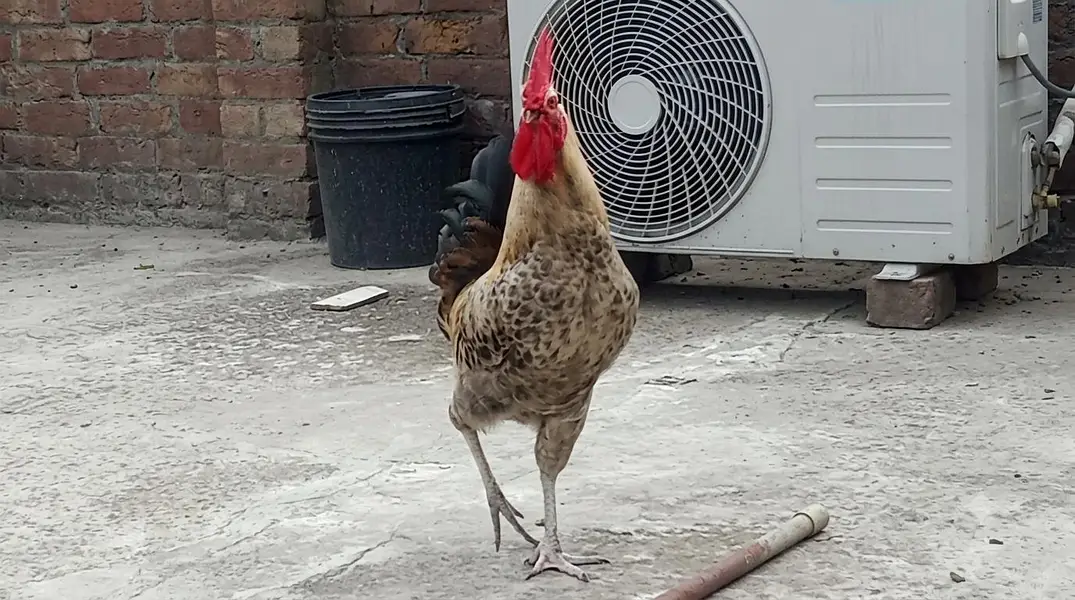 Golden misri Murga (Rooster) Heavy Size - 100% Active & Healthy — photo 4
