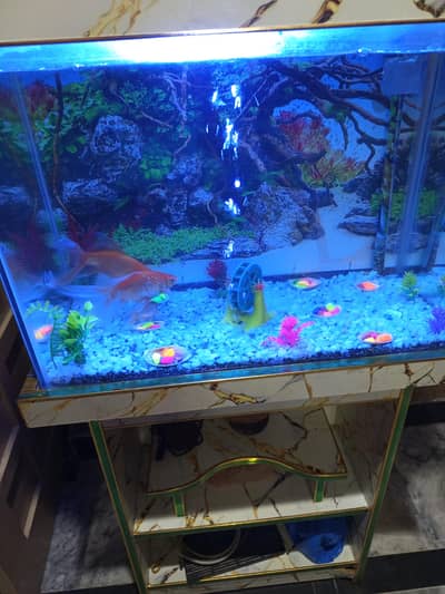 fancy Aquarium with stand and complete setup with fishes for sale
