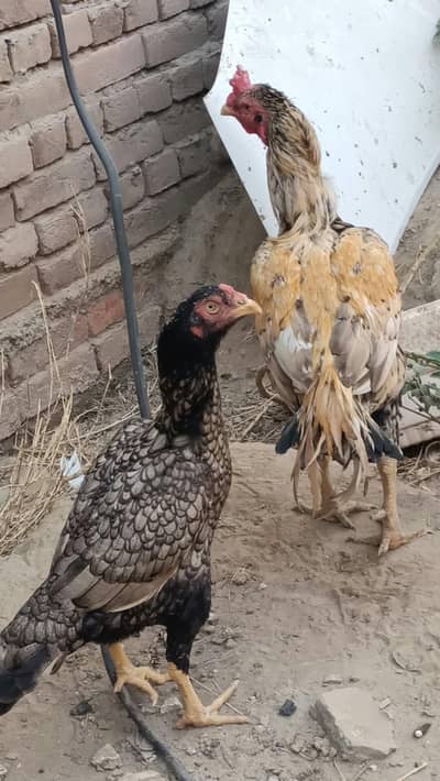 bahut acche Parinde pair hai
