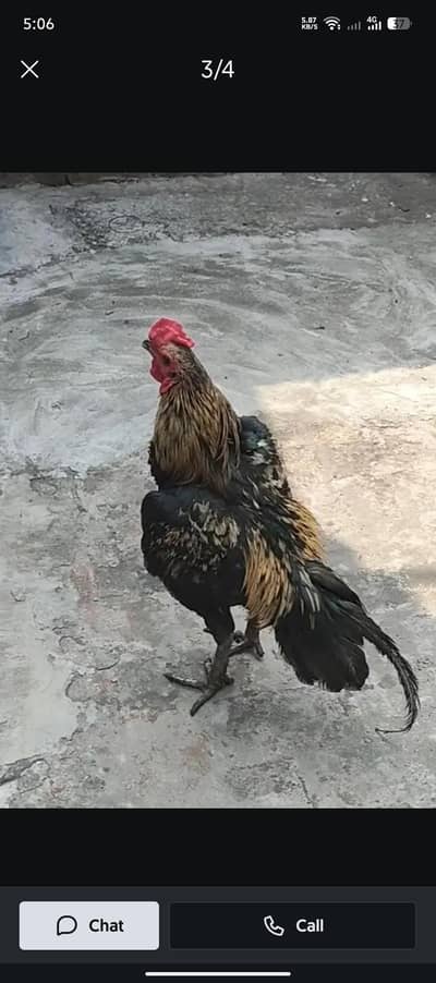 Thai x mainwali male black nok nali eyes