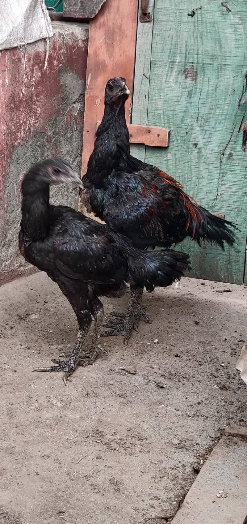 thai dragon pair 7