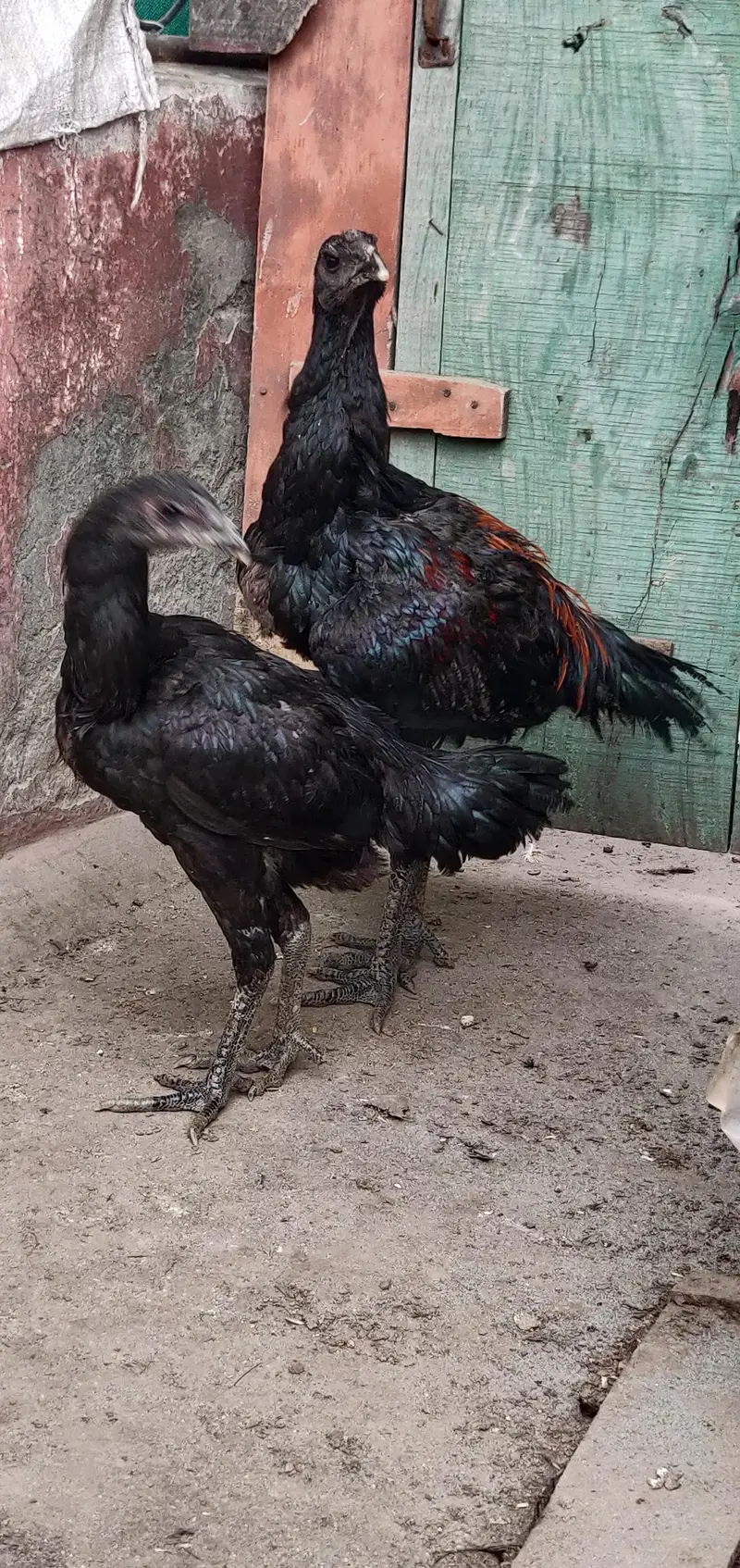 thai dragon pair — photo 8
