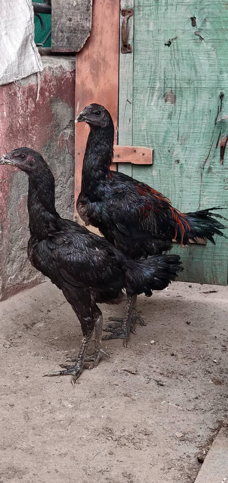 thai dragon pair 9