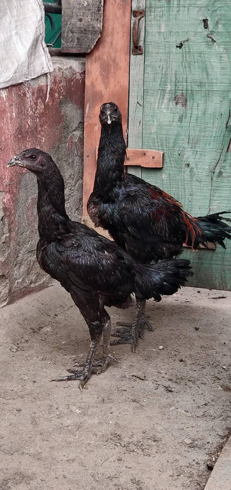 thai dragon pair 10