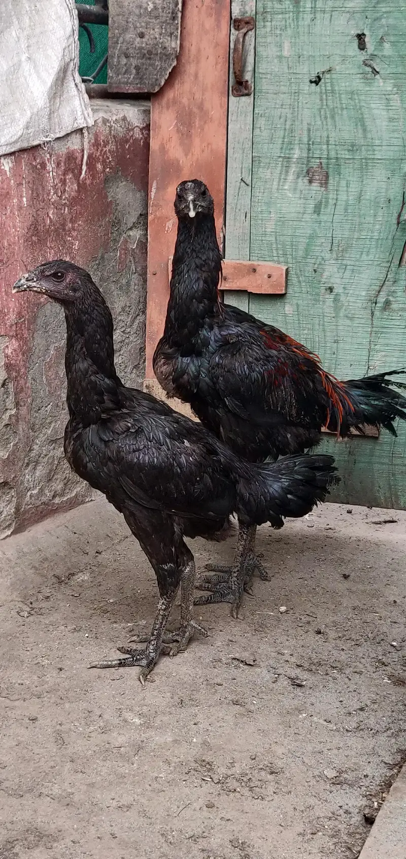 thai dragon pair — photo 11