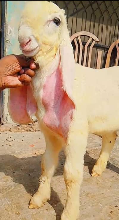 Pure Kajla Bakra Bacha – 2.5 Month – lamby kan