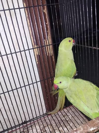 green Parrot for sale