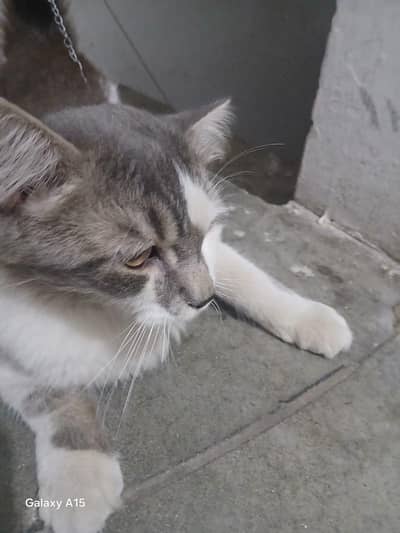 male Cat for sale