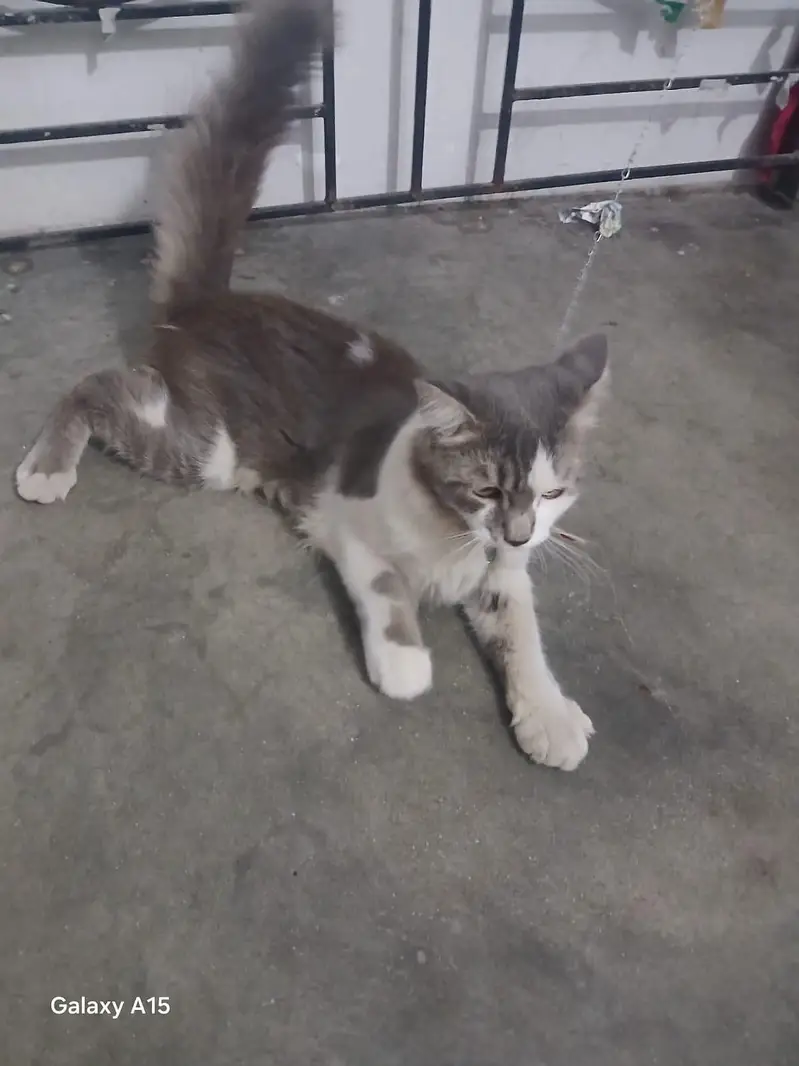 male Cat for sale — photo 2