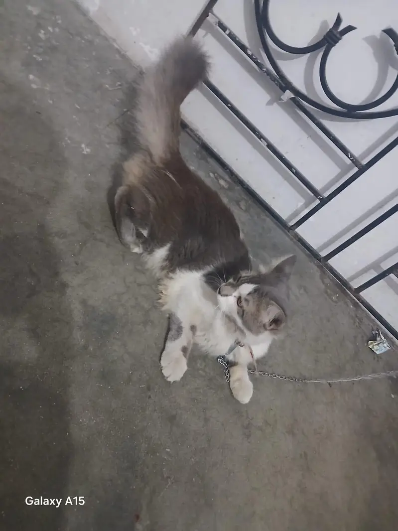 male Cat for sale — photo 3