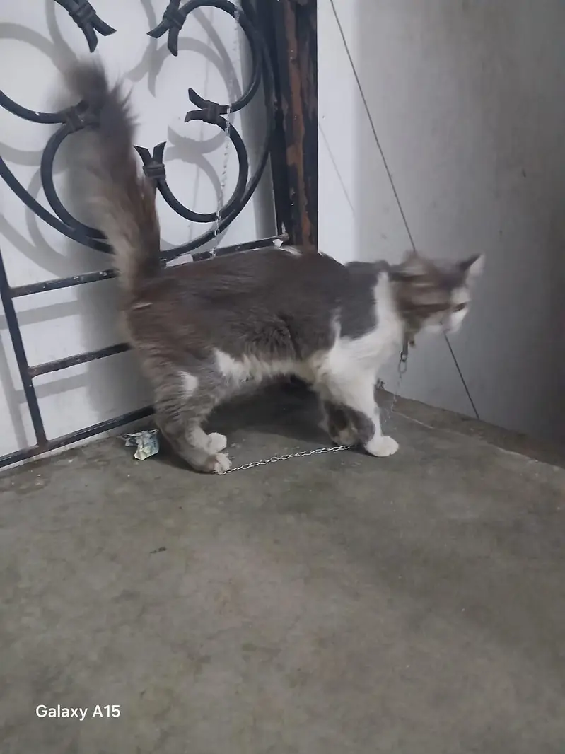 male Cat for sale — photo 4
