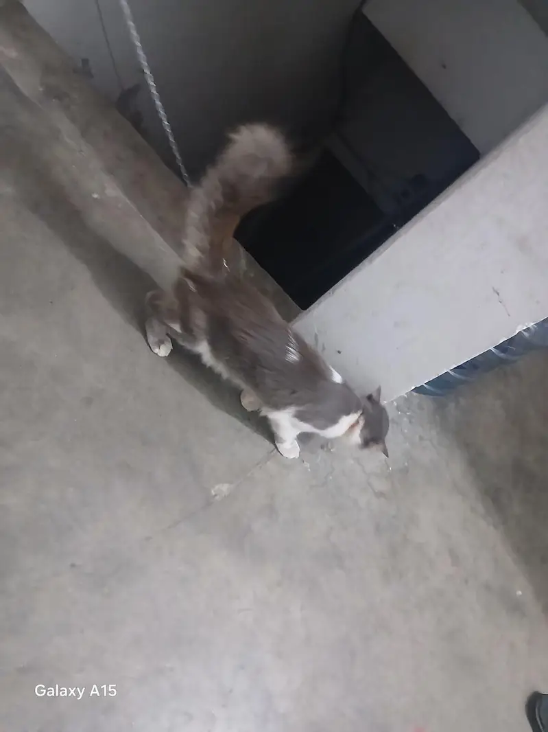 male Cat for sale — photo 5