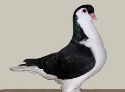sherazi cross peigons