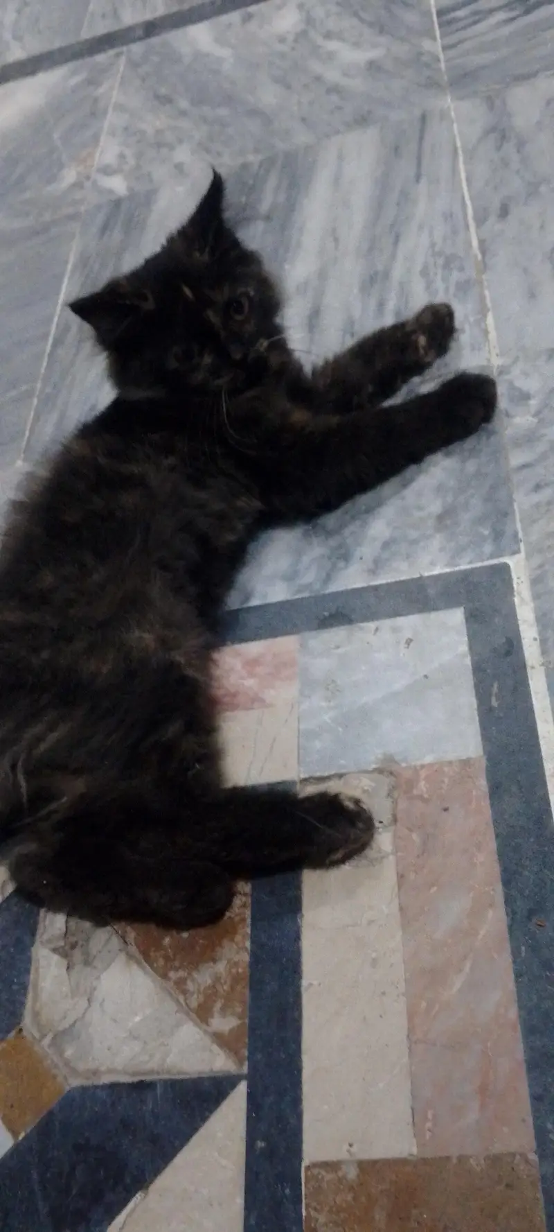cat 3 — photo 2