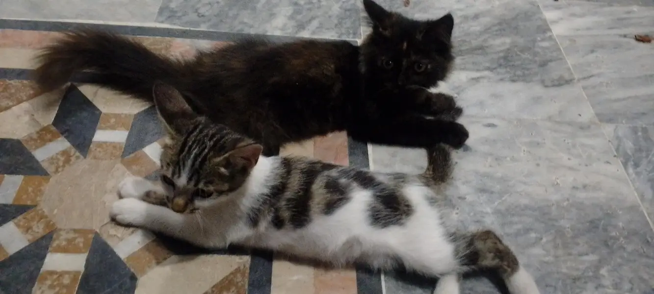 cat 3 — photo 3