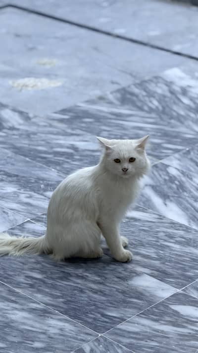 Persian white Cat Male