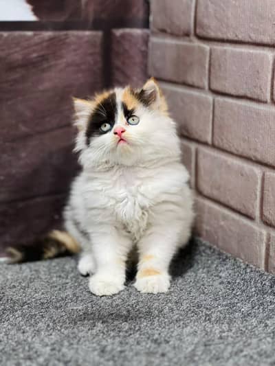 cash on delivery available Persian punch face cat kitten