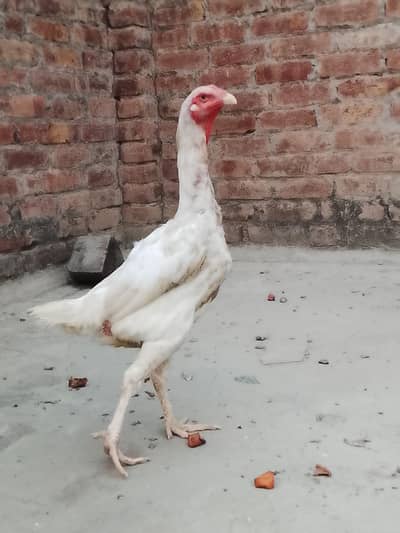 shamo hen for sale