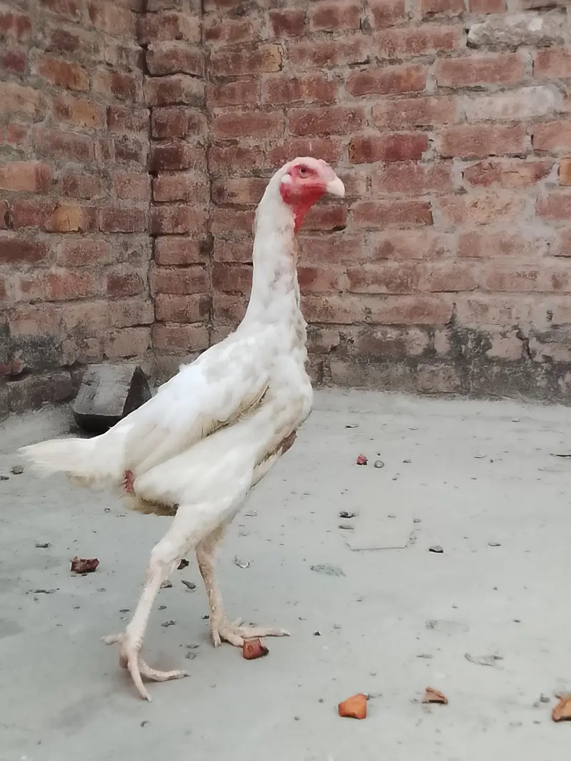 shamo hen for sale — photo 2