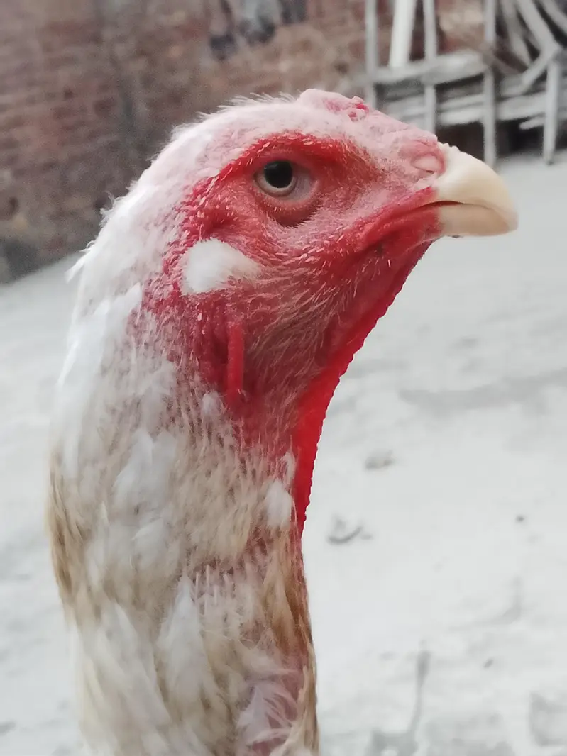 shamo hen for sale — photo 3