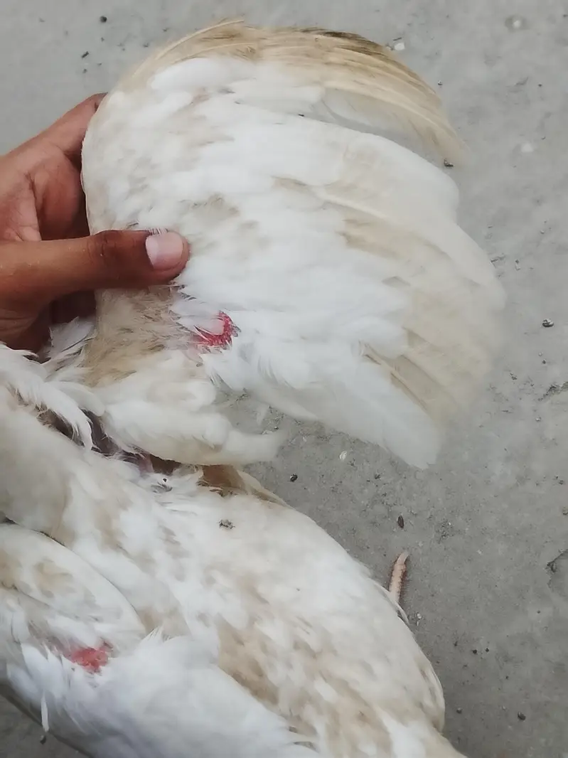 shamo hen for sale — photo 5