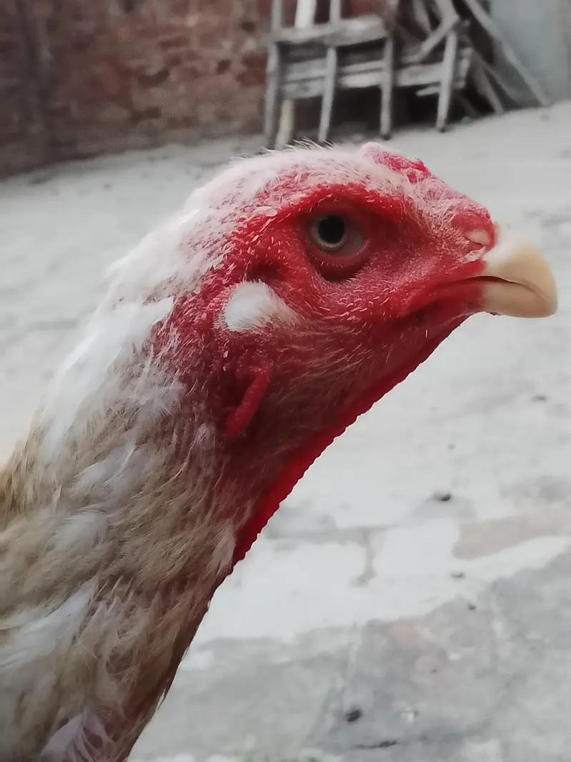 shamo hen for sale — photo 6