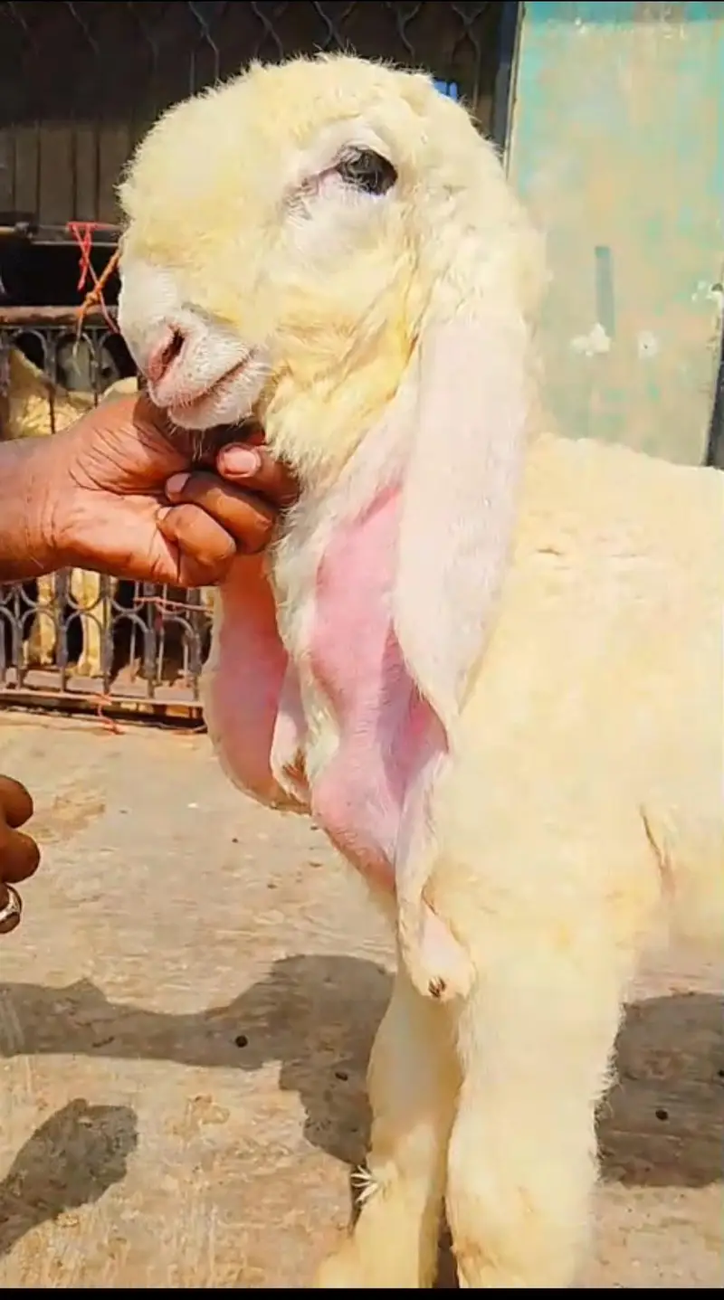 Pure gulabi Kajla  Bacha – 2.5 Month – lamby kan — photo 2