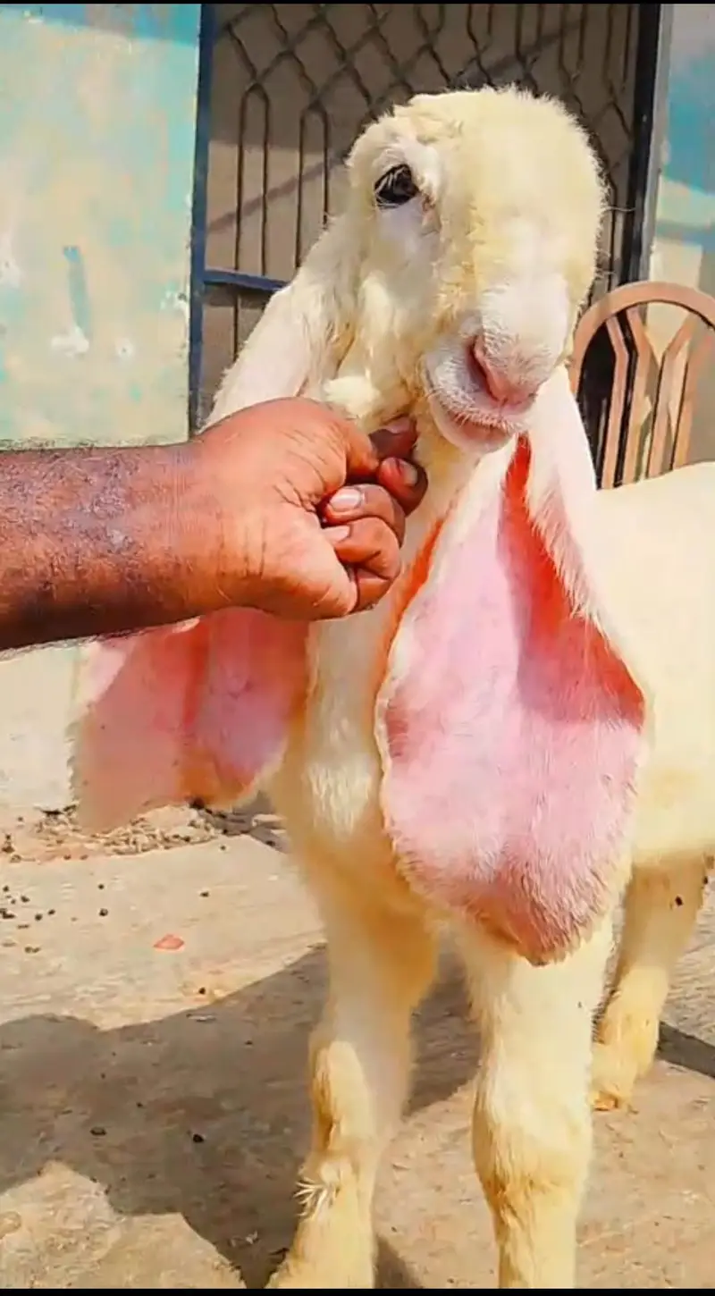 Pure gulabi Kajla  Bacha – 2.5 Month – lamby kan — photo 3