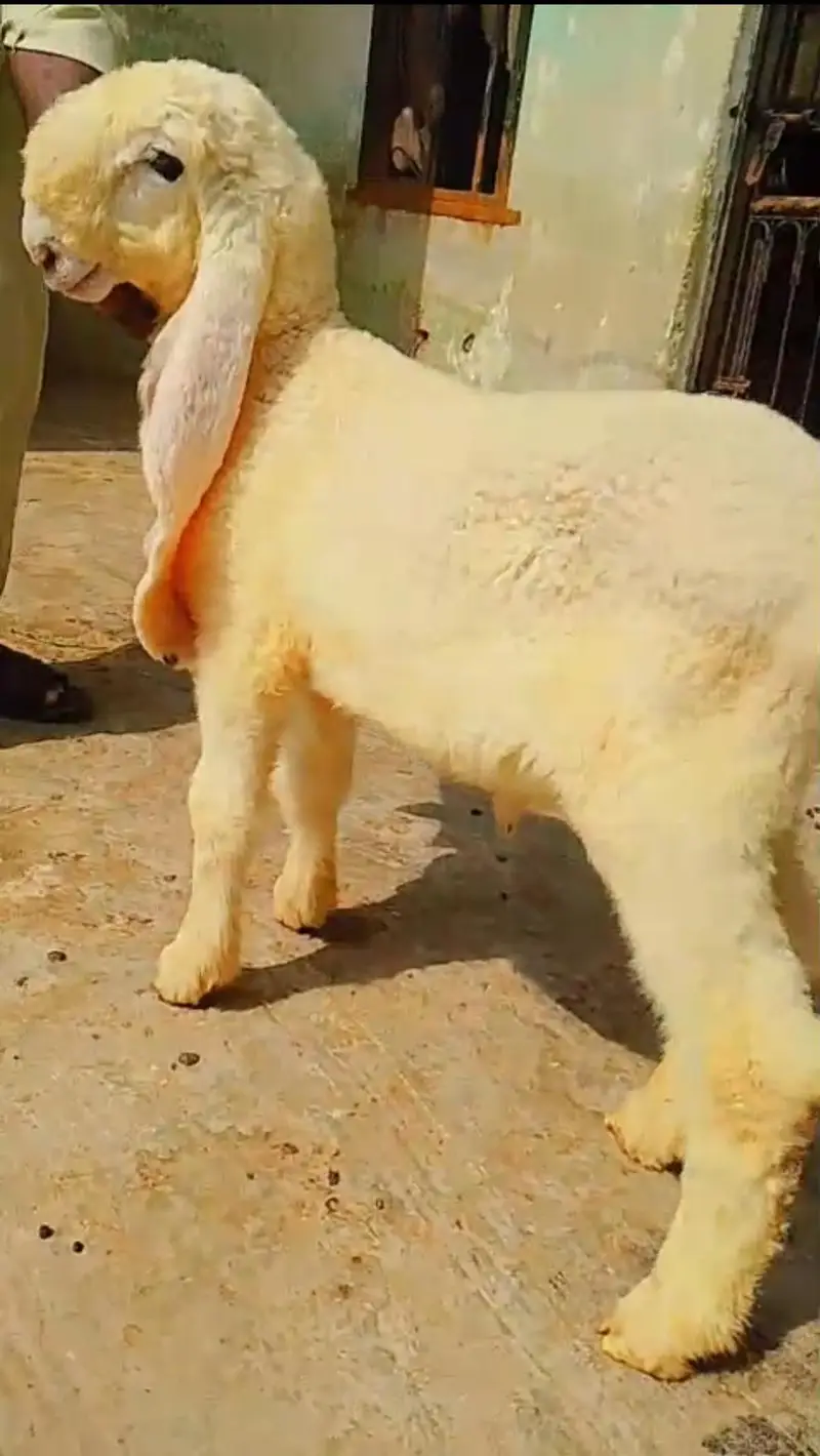 Pure gulabi Kajla  Bacha – 2.5 Month – lamby kan — photo 4